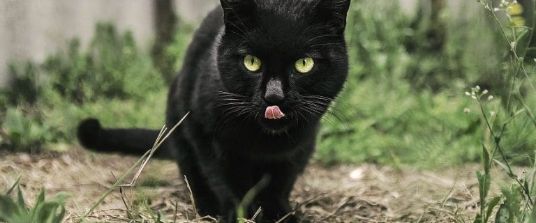 Black Seed for Cats: Is it Really Safe?