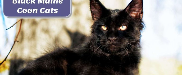 black Maine coon in front of a big tree