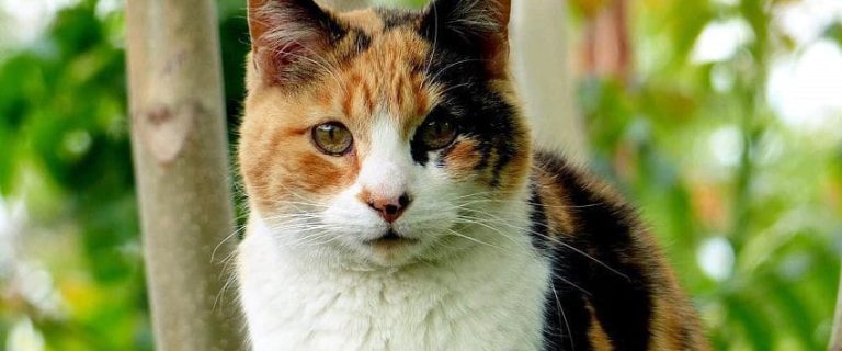 6 Calico Cat Facts You Need to Know About