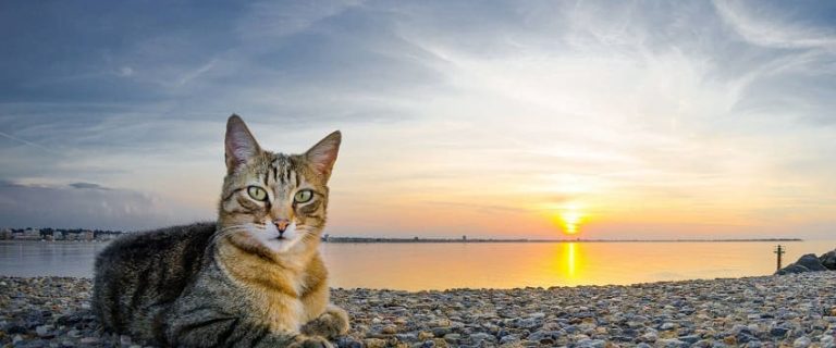 100+ Spiritual Cat Names For Your Serene Kitten