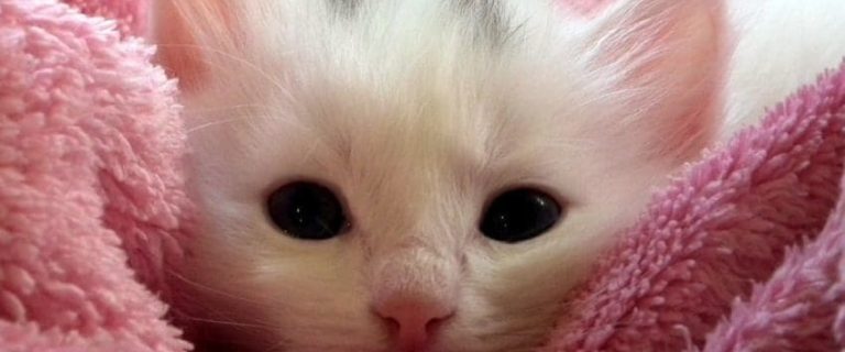 Cat Adoption Announcement: 12 Hilarious and Unique Ideas