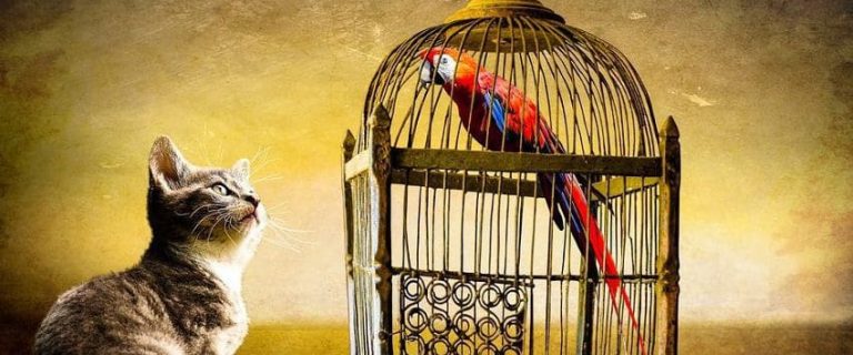 Can Cats And Birds Live Together? 10 Proven Ways To Make It Happen