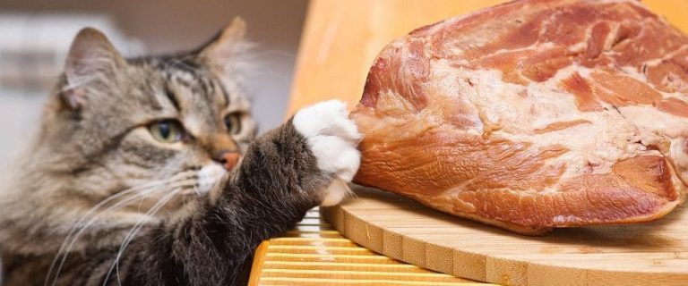 Can Cats Eat Ham? Expert Advice And Tips