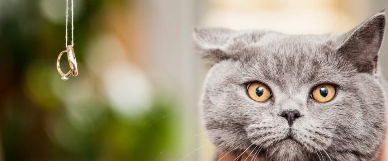 125 Lord of the Rings Cat Names Inspired by Middle-Earth