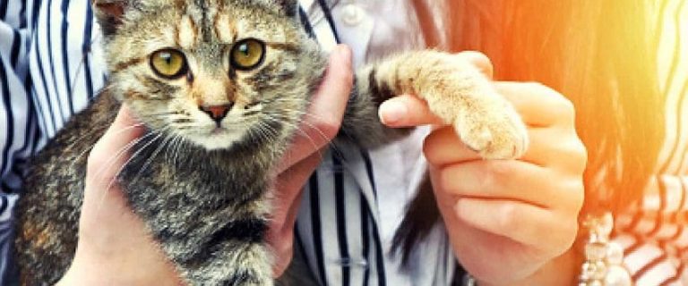 7 Ways Cat Asks For Help: A Complete Guide