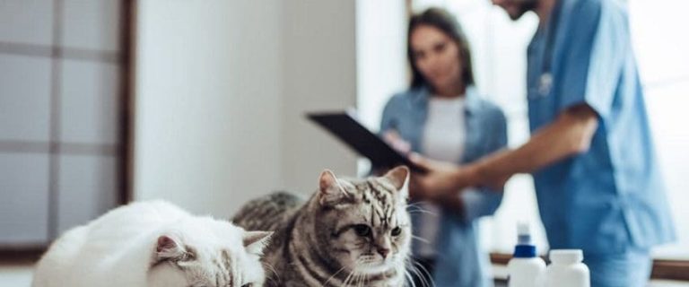 How Often Do You Take A Cat To The Vet? A Complete Guide