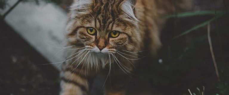 Why Does My Cat Eat Spider Webs? Reasons And Prevention