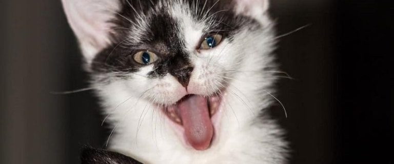 10 Facts That Prove Cat People Aren't Crazy