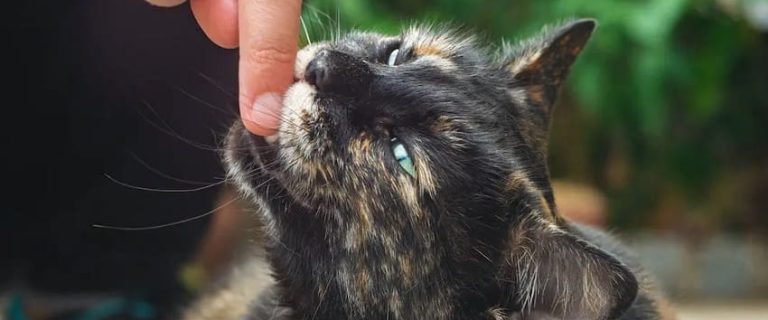 Why Do Cats Bite You And How to Stop It?