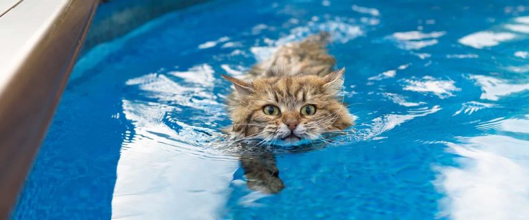 Are there any cat breeds that like water? You betcha! In fact, these 5 kitties don't just like it, they're practically obsessed! Take a look!