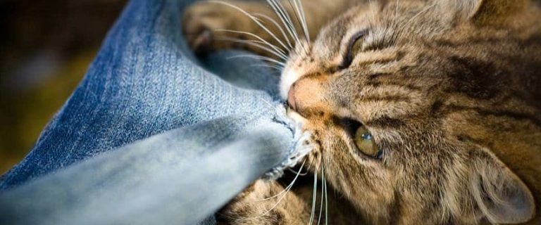 Pica in Cats: How to Recognize and Manage This Condition