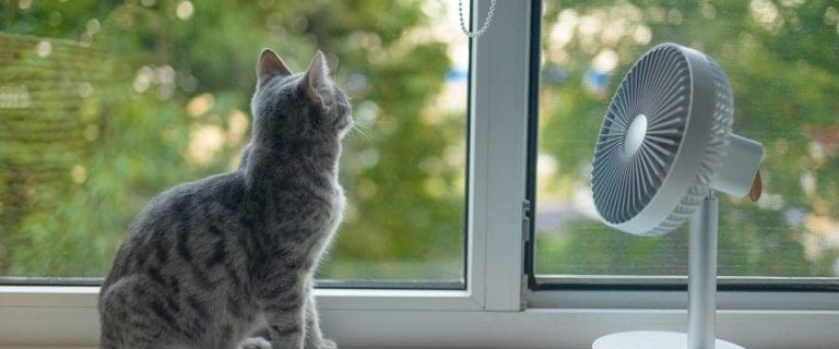 How Hot Is Too Hot for Cats? A Complete Guide