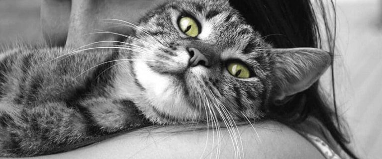 How to Get Your Cat to Cuddle with You at Night: 10 Easy Steps