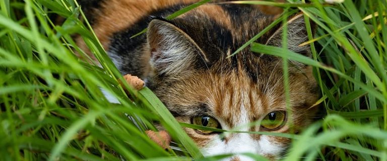 Decoding Weird Cat Behaviors: Inside the Mind of a Cat