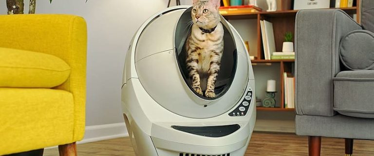10 Surprising Reasons Why Your Litter-Robot Smells Bad