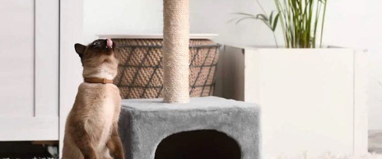 Why Cats Ignore Cat Trees and Proven Strategies to Change That