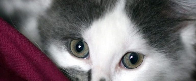 Why Do Cats Like to Lay on You: 7 Reasons