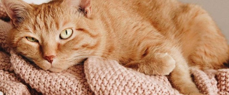 3 Surprising Reasons Why Do Cats Lay On Things