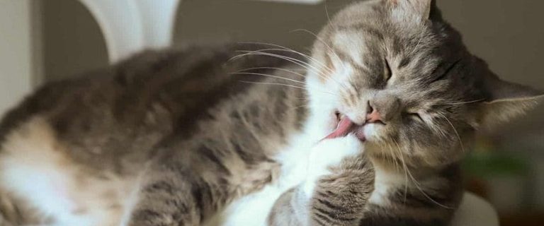 Why Does My Cat Lick Himself After I Pet Him? 4 Reasons