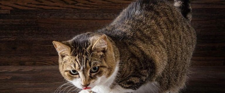 Why Is My Cat Licking the Floor? 6 Real Reasons