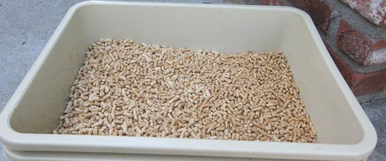 Alternative Uses for Cat Litter You Need to Know