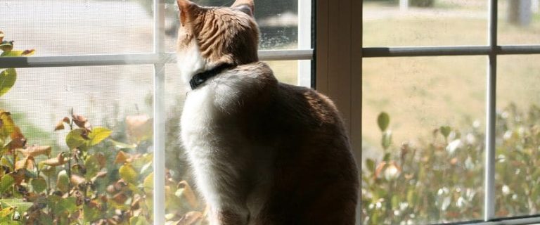 Do Cats Miss Their Owners? Signs And Reasons Explained