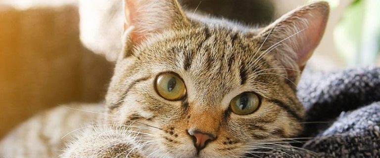 Pain Medication for Cats Made Simple: Ease Their Aches