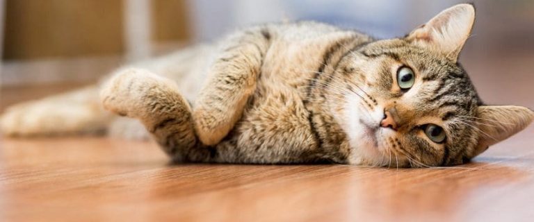 7 Cat Hacks Every Cat Parent Needs to Know About