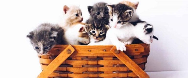 Elegant and Enchanting Cat Names that Start with E