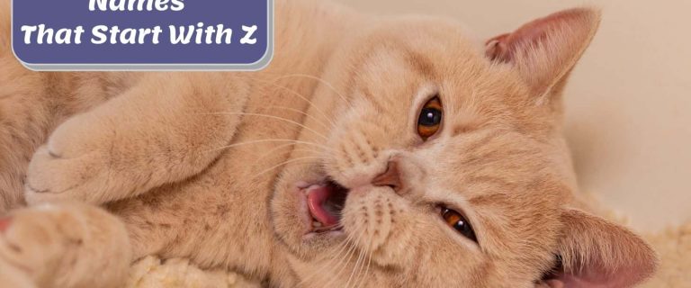 pretty brown cat yawning with a signage "cat names that start with z"