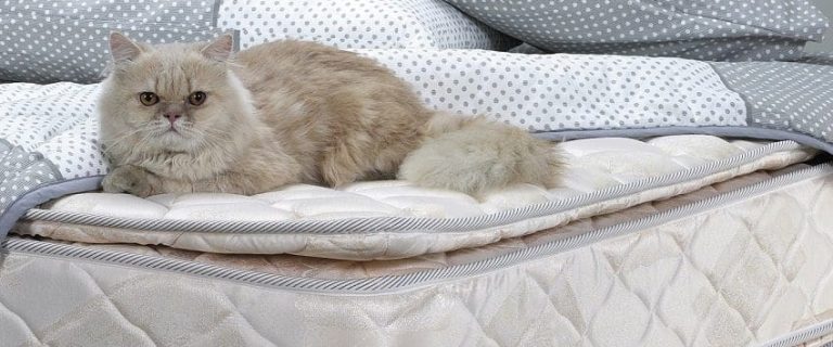 How To Get Cat Pee Out Of Mattress? A Step-By-Step Guide
