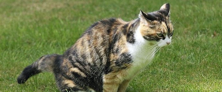 Cat Pee: Different Ways to Tell If Urine Is Normal