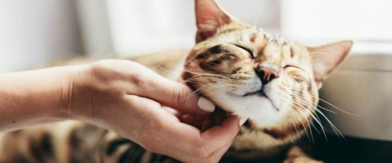 Why Do Cats Purr? Discovering 10 Most Common Reasons