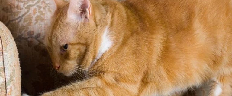 How to Stop Cats from Scratching Furniture: 5 Easy Methods