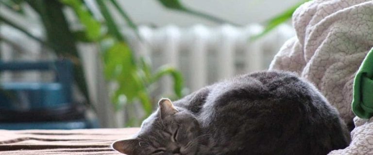 Why Won't My Cat Sleep with Me? 7 Surprising Reasons
