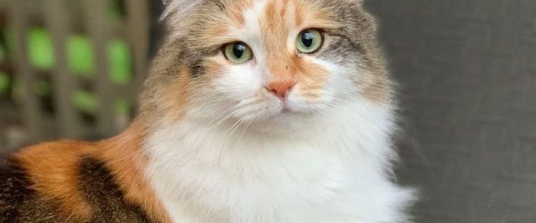 Understanding Cat Body Language: The Ultimate Guide