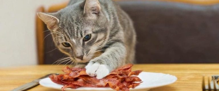 Can Cats Eat Bacon? Facts You Need To Know