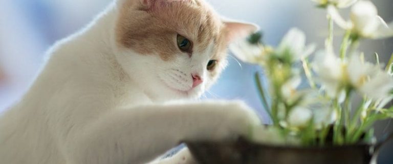 100 Flower Names for Cats: Blossom Your Cat's Identity