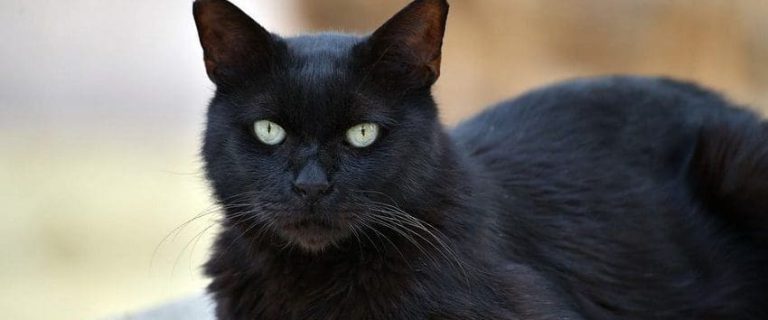 How to Train a Cat Effectively: A Step-by-Step Guide