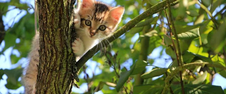 Looking for cat trees that look like real trees? While it&rsquo;s a challenge, I found you five of the most realistic-looking cat trees available! Check them out!