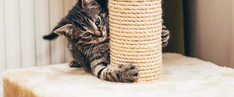 How To Train A Cat To Use A Scratching Post: A Simple Guide