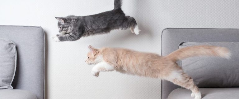 So, your cat wants to play all the time (like, literally, ALL the time) and you're running out of games to play. Read on to find out why he's so active!