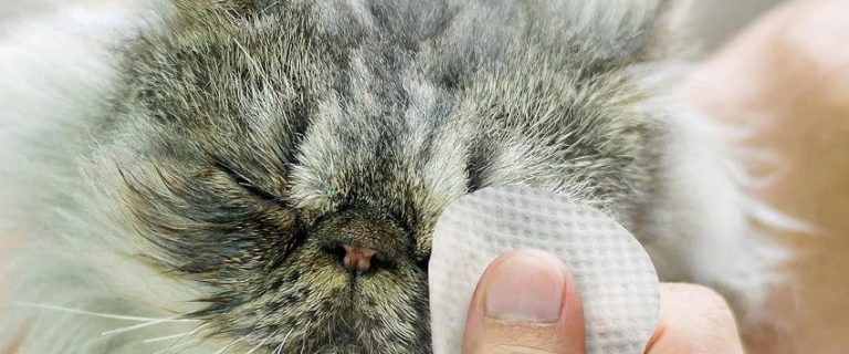 A Complete Guide to the Best Flea Wipes for Cats