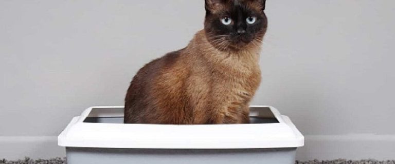 Get Rid of Fleas in Litter Box: 6 Proven Ways