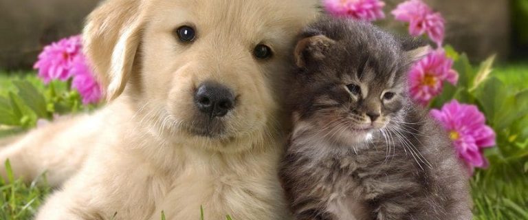 The 15 Best Dog Breeds For Cats You Should Know About
