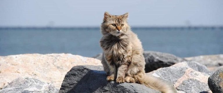 Top 10 Nautical Cat Names for Your New Kitten