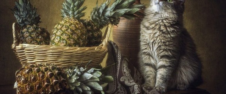 Can Cats Eat Pineapple? Vet-Approved Facts And Advice