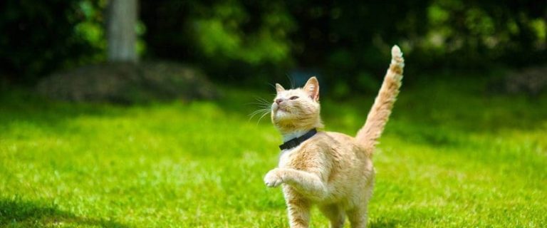 120 Trendy Pokemon Cat Names for Your Beloved Cat