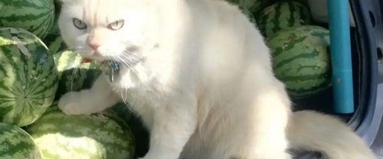 Can Cats Eat Watermelon? Everything You Need to Know