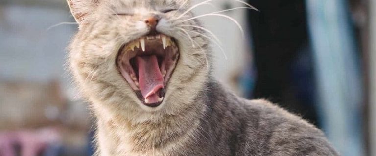 Cat Dental Wipes For Oral Health: A Complete Guide